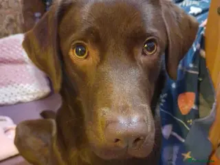 Labrador Retriever dogs Labrador JOIN OUR WAITING LIST DUE 26th MARCH - Advert 2