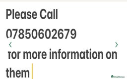 Cockapoo dogs for sale: Gorgeous Cockapoo Puppies  - Image 8