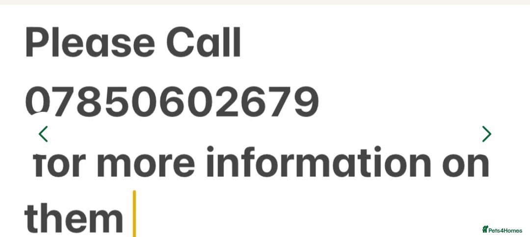 Cockapoo dogs for sale: Gorgeous Cockapoo Puppies  - Image 8