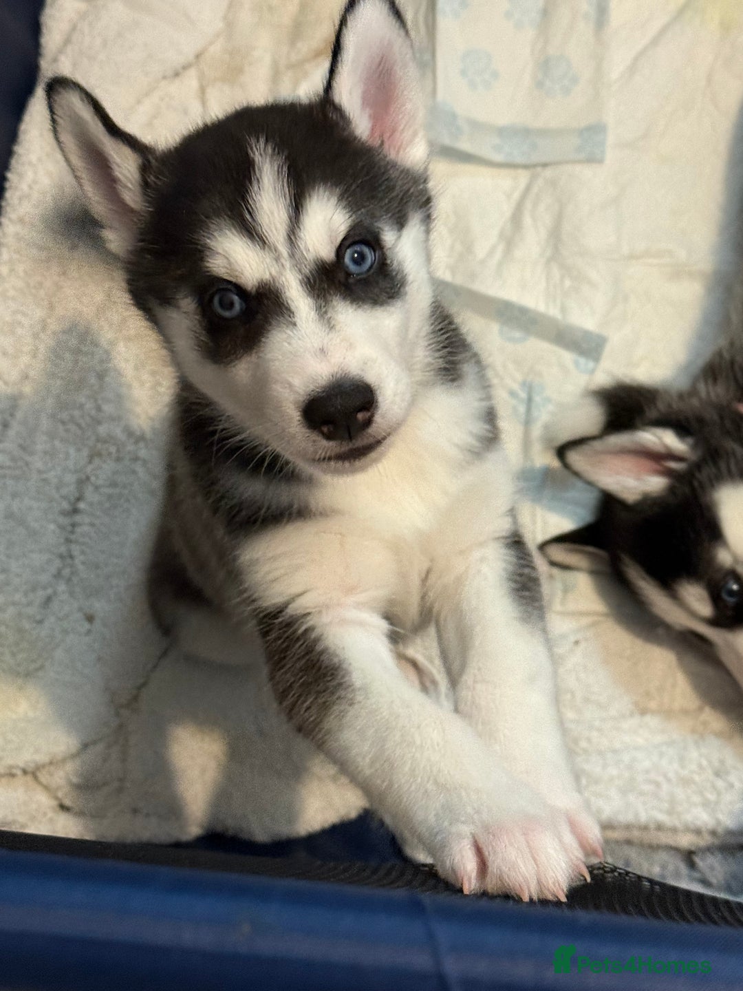 Siberian Husky dogs for sale: Strong Chunky Siberian Husky puppy’s  - Image 24