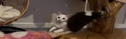 Abyssinian cats for sale: Really sweet temperament  - Advert 2