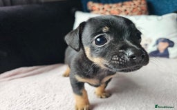 Jack Russell dogs for sale: Beautiful jack Russell pups - Image 7