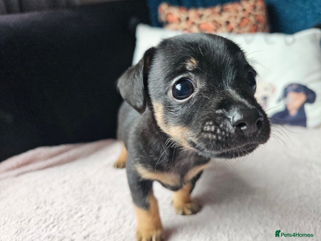 Jack Russell dogs for sale: Beautiful jack Russell pups - Image 7