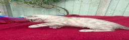 Keetso cats for sale: Superb very rare polydactyl curled eared keetsos  - Advert 25