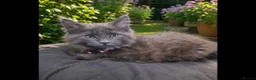 Maine Coon cats for sale: Pure bred mainecoon kittens - Advert 4