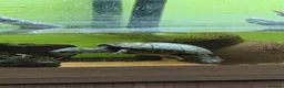 Turtle reptiles for sale: Female Turtle for Sale - Advert 3