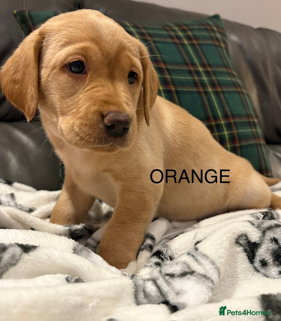Labrador Retriever dogs for sale: KC Labrador puppies yellow / Red  - Advert 10