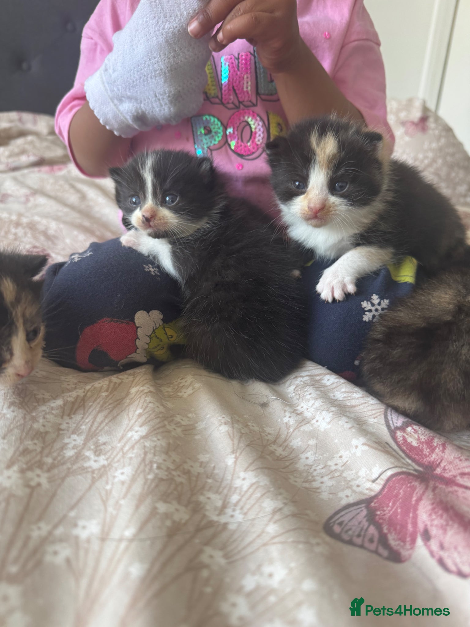 Mixed Breed cats FOR SALE: Tabby and tuxedo kittens  - Advert 10