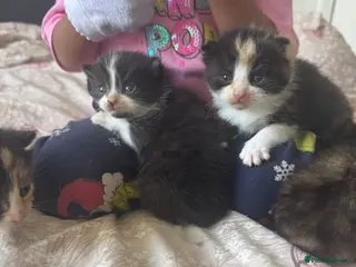 Mixed Breed cats FOR SALE: Tabby and tuxedo kittens - Advert 4