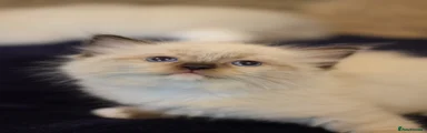 Ragdoll 6