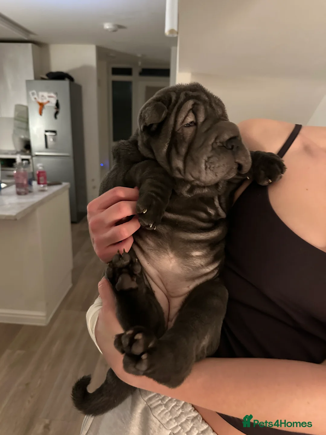Shar Pei dogs for sale: Shar Pei female puppy in Northampton - Advert 2