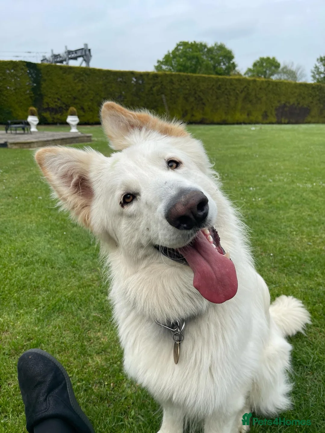 German Shepherd dogs for stud: white German shepherd stud  in Wickford - Advert 3