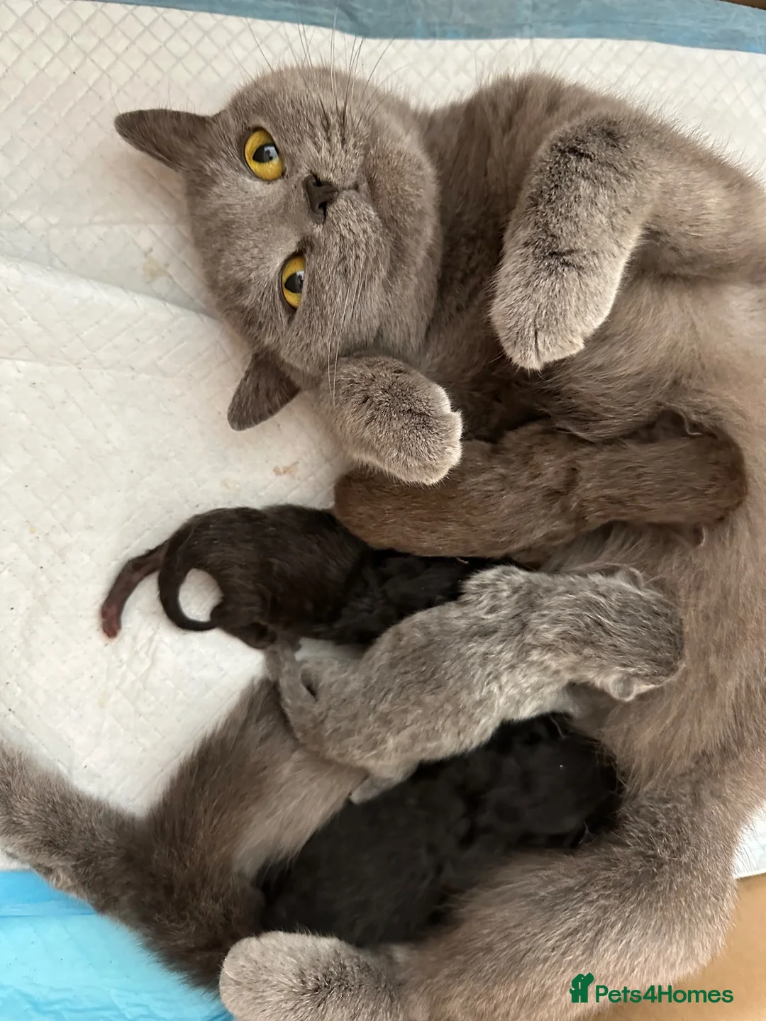 British Shorthair cats for sale: British shorthair x Ragdoll kittens  in Derby - Advert 8
