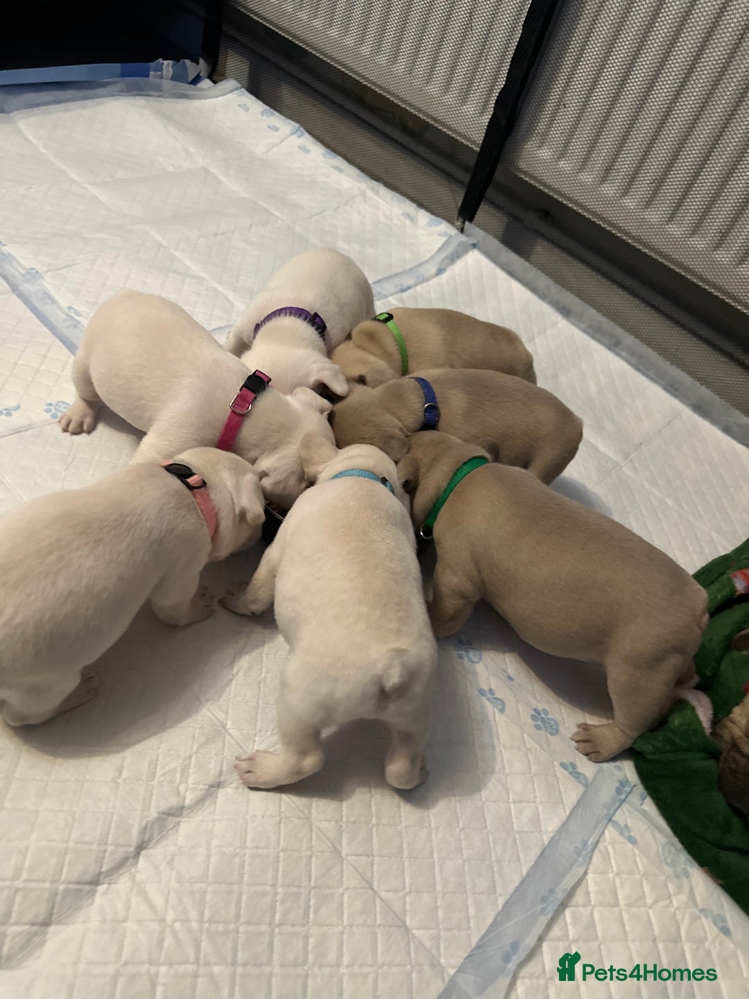 French Bulldog dogs for sale: French bulldog  - Image 5