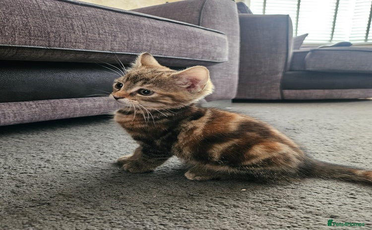 Domestic Shorthair cats - Advert 1