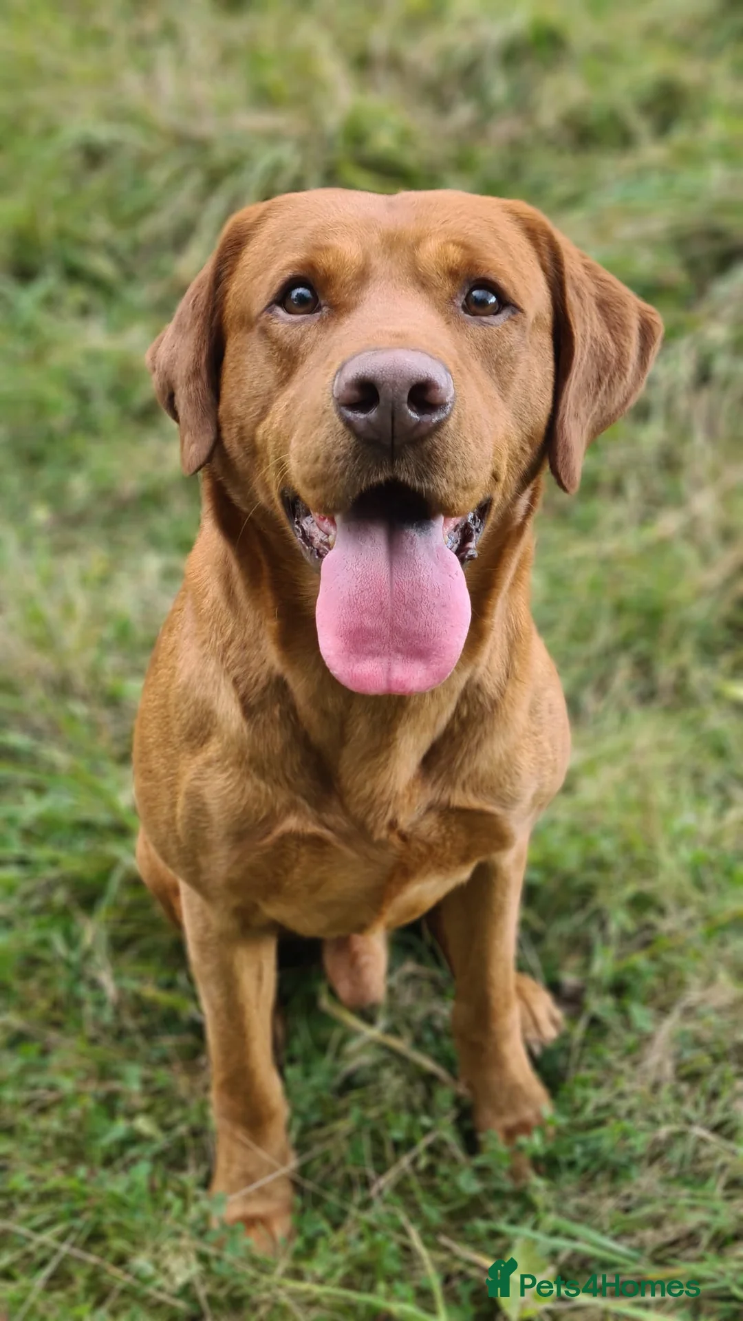 Labrador Retriever dogs for stud: Our Handsome FULLY HEALTH Tested Fox Red Stud Dog in Bristol - Advert 1
