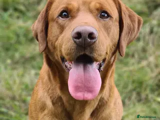 Labrador Retriever dogs Our Handsome FULLY HEALTH Tested Fox Red Stud Dog in Bristol - Advert 15