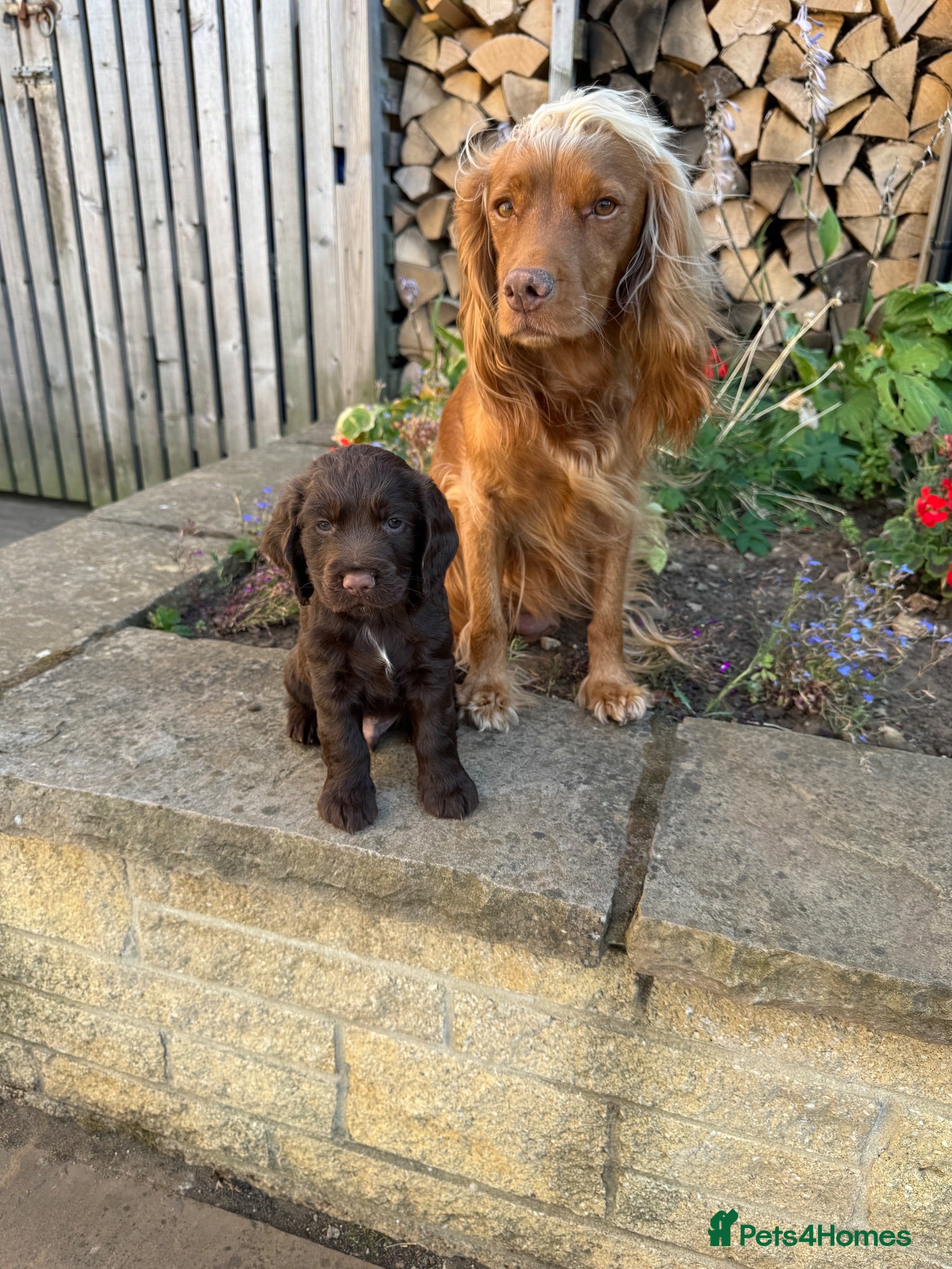 Cocker Spaniel dogs Working Cocker Spaniels - Advert 2
