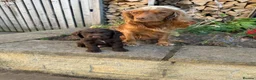 Cocker Spaniel dogs for sale: Working Cocker Spaniels - Advert 2