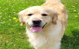 Golden Retriever dogs for stud: Cesarka Golden Retrievers in Conwy - Image 3