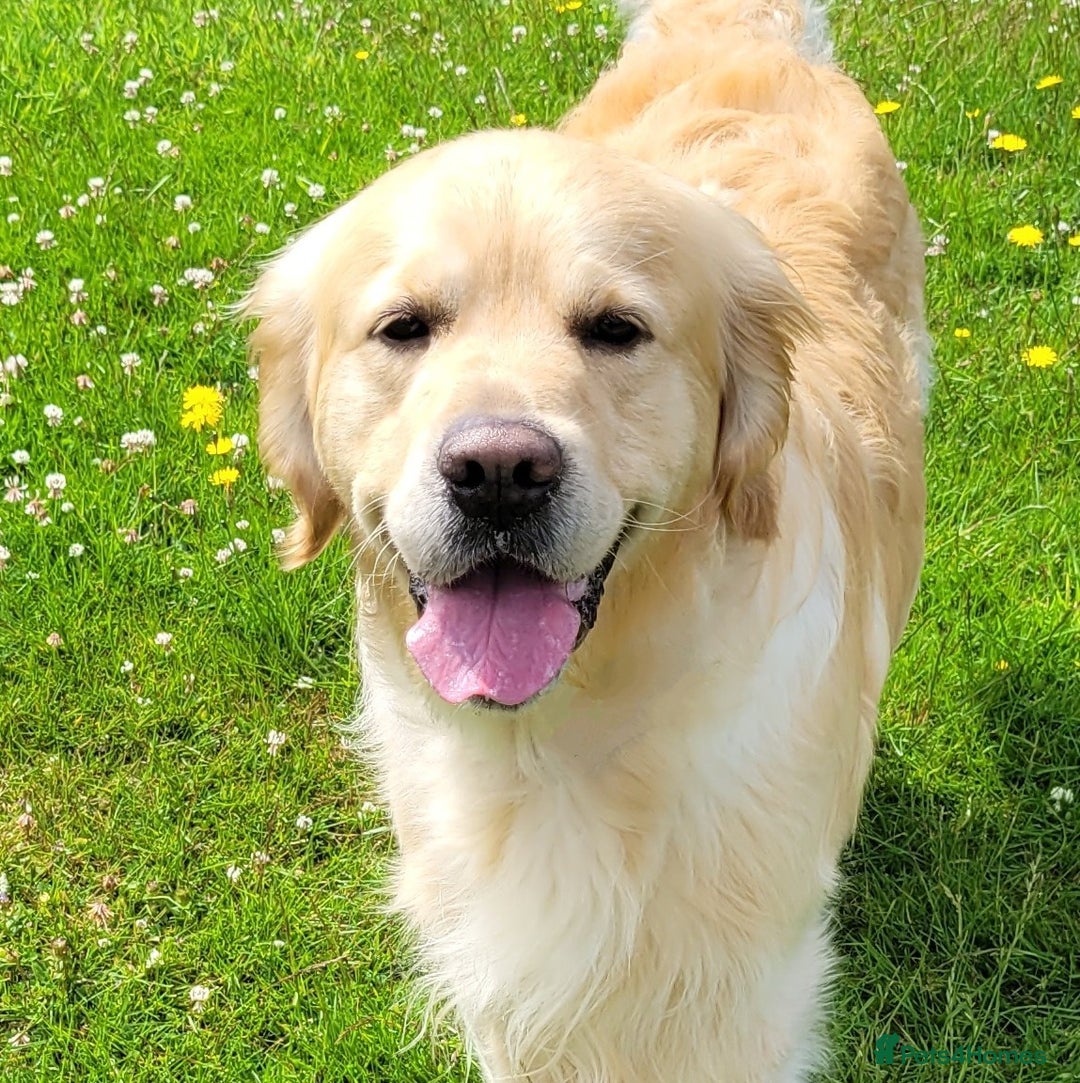 Golden Retriever dogs for stud: Cesarka Golden Retrievers in Conwy - Image 3