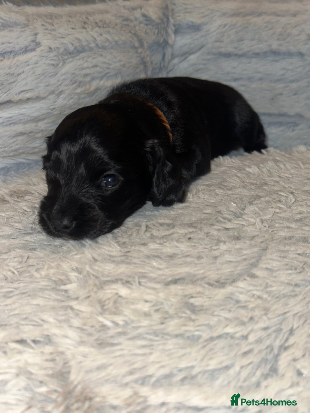 Cockapoo dogs for sale: Beautiful mixed Merle F2B Cockapoos  - Advert 10