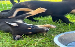 Mixed Breed dogs for sale: 6 collie cross kelpie pups  - Image 10