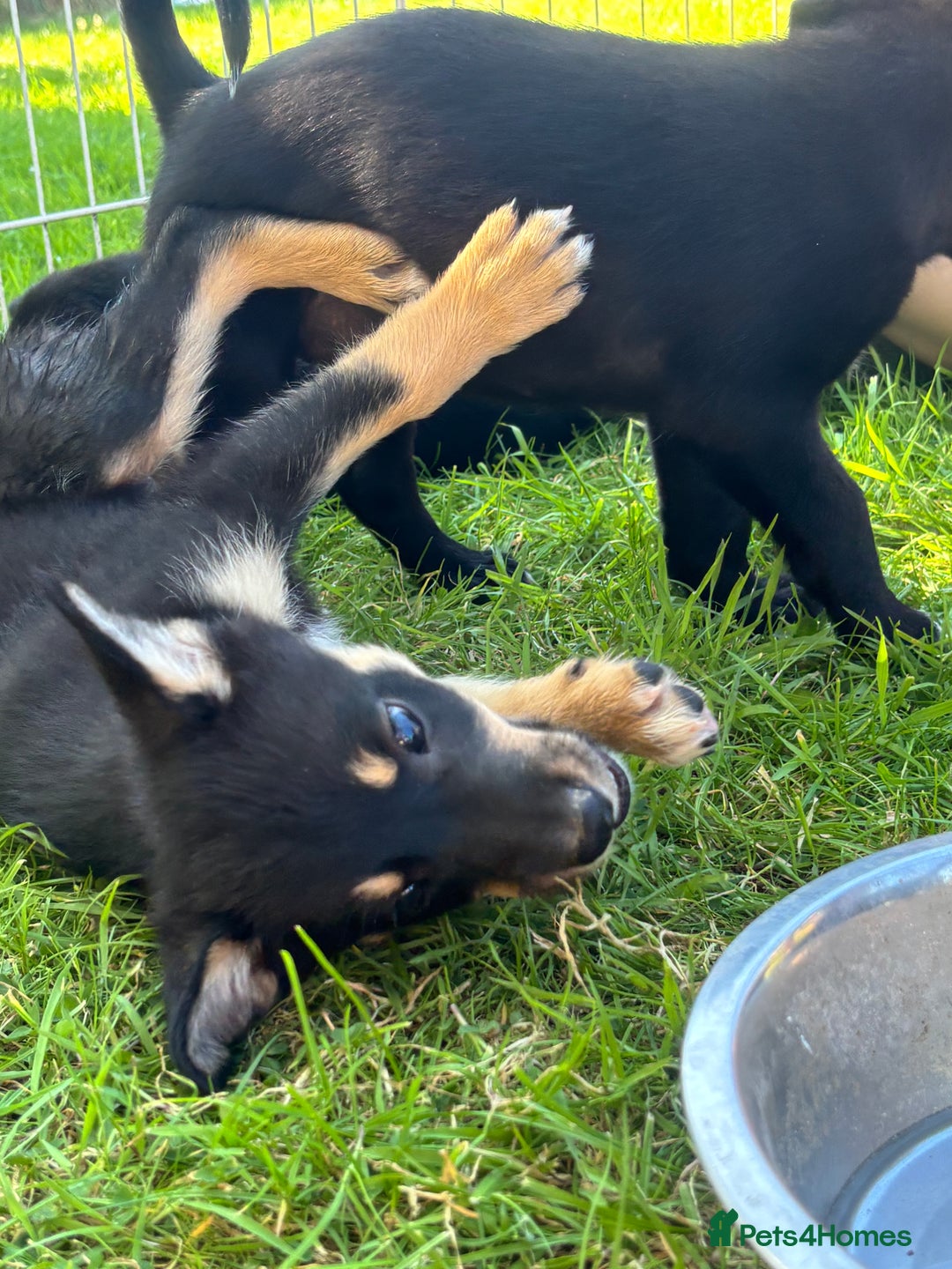 Mixed Breed dogs for sale: 6 collie cross kelpie pups  - Image 10