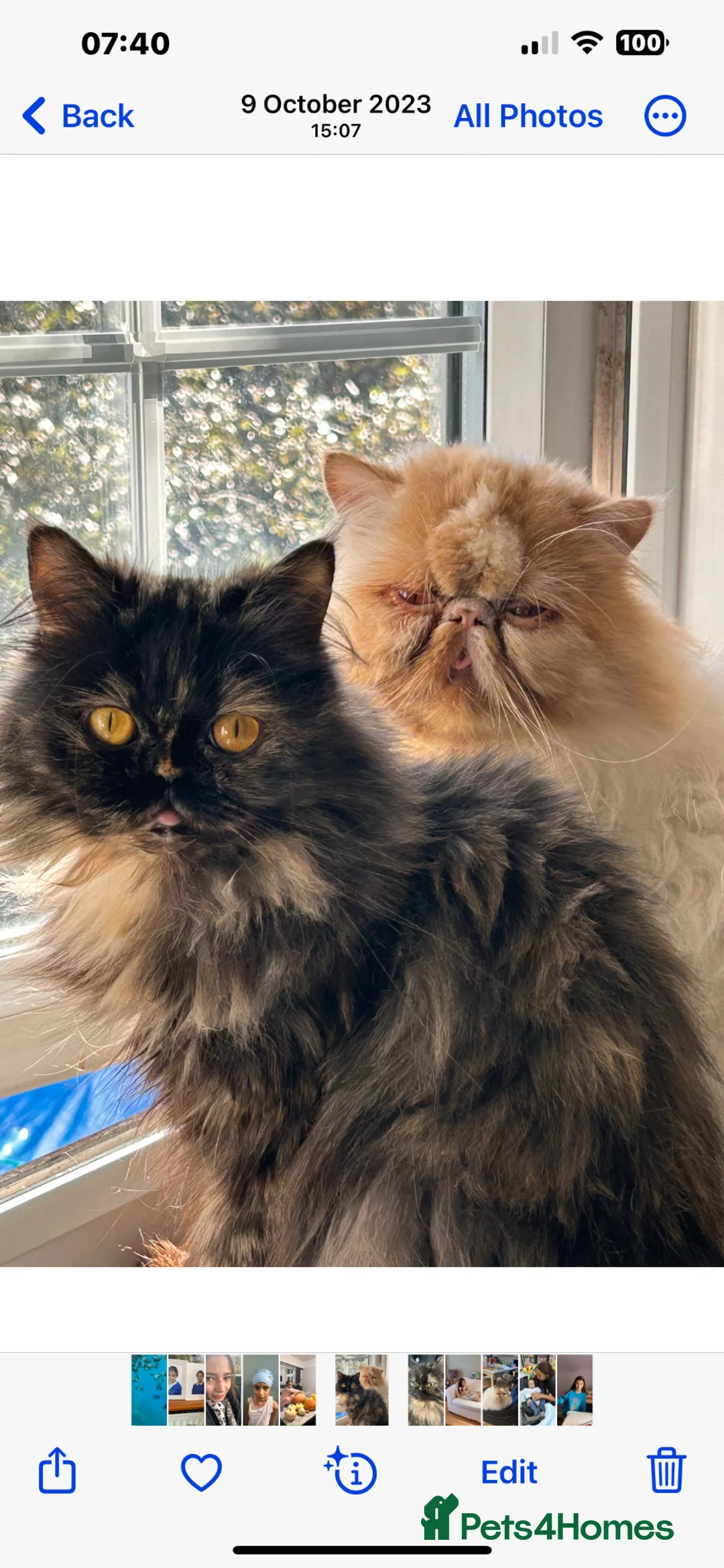 Persian cats for sale: Beautiful female ginger Persian kittens - Advert 2