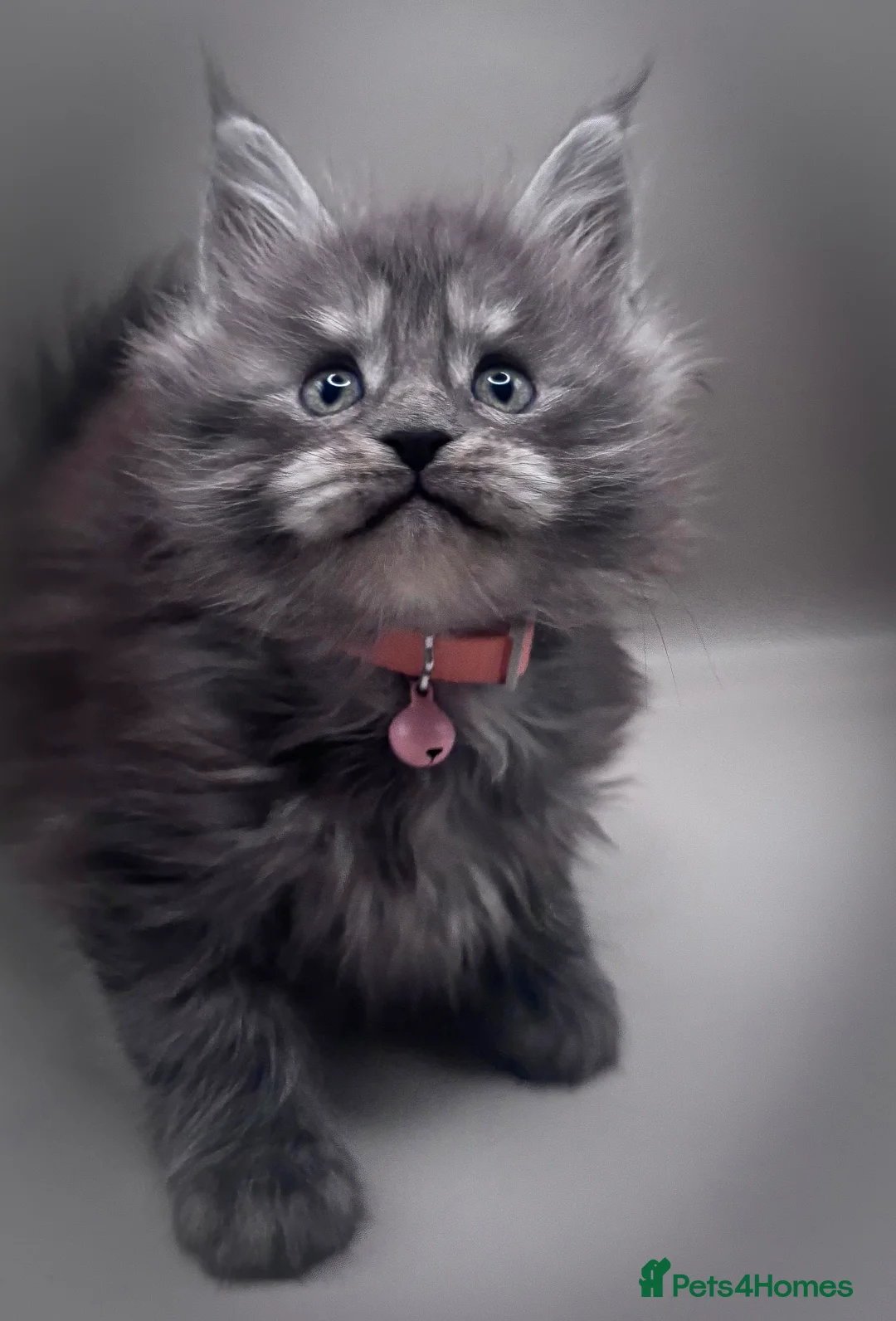 Maine Coon cats for sale: Pedigree Maine Coon Kittens  - Advert 4