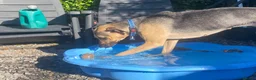 Mixed Breed dogs for sale: Peggy in Watchet - Advert 2