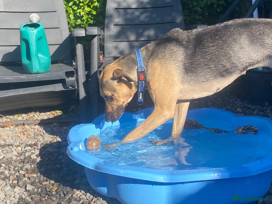 Mixed Breed dogs for sale: Peggy in Watchet - Advert 2