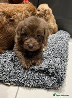 Cockapoo dogs - Advert 7