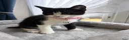 Mixed Breed cats for sale: Gorgeous back and white female girl  for sale  - Advert 3