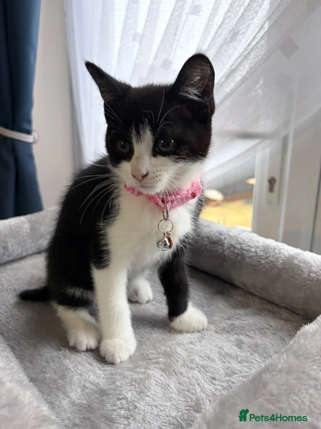 Mixed Breed cats for sale: Gorgeous back and white female girl  for sale  - Advert 3