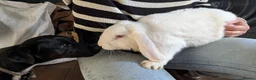 Mixed Breed rabbits for sale: Rabbit & Set up in Northampton - Advert 3