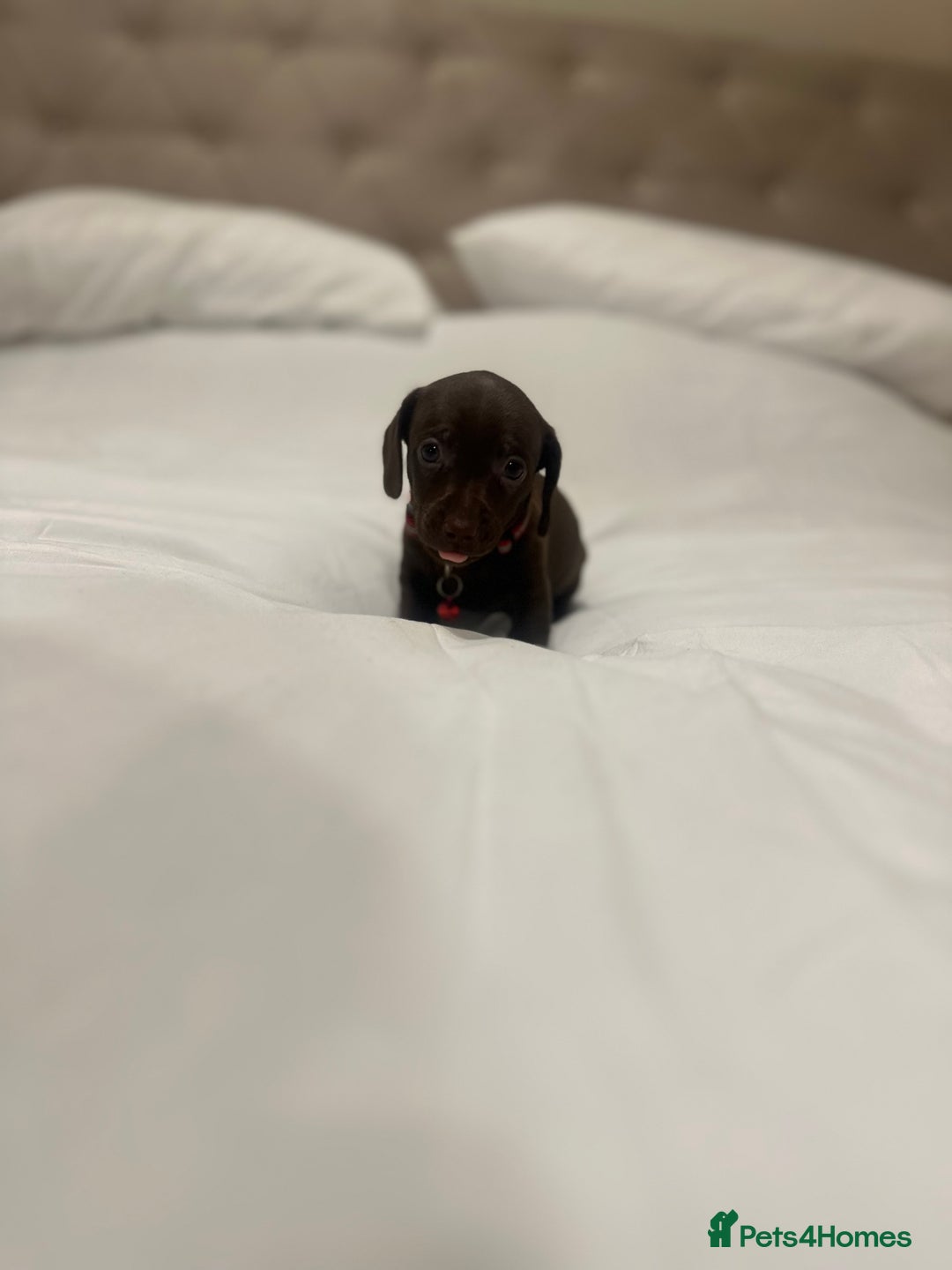 Miniature Dachshund dogs for sale: Miniature dachshund ready to go🫶🏽 - Advert 4