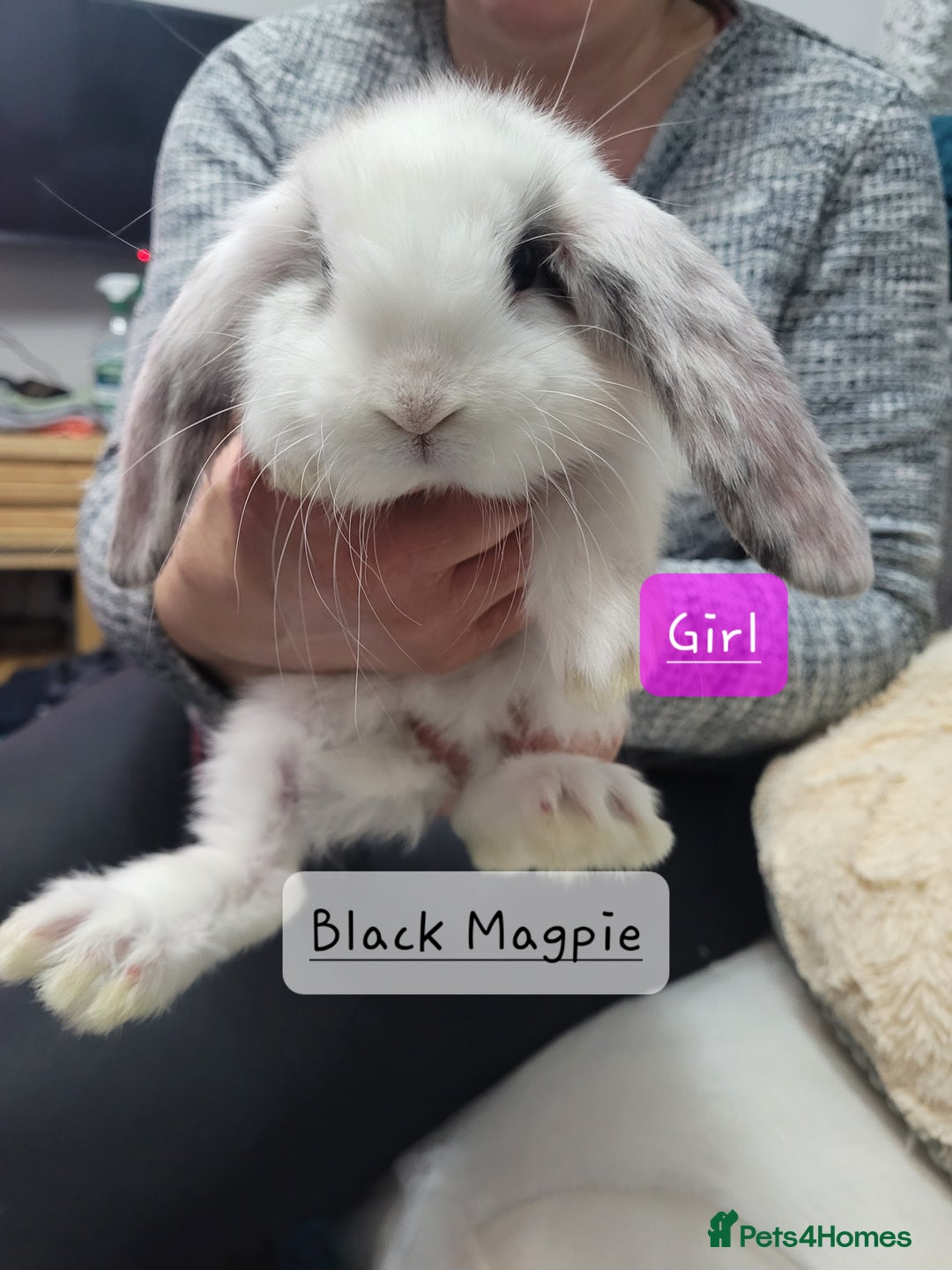 French Lop rabbits for sale: Pure Bred French Lop babies - Advert 1