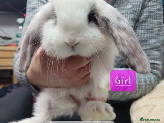 French Lop rabbits Pure Bred French Lop babies - Advert 7