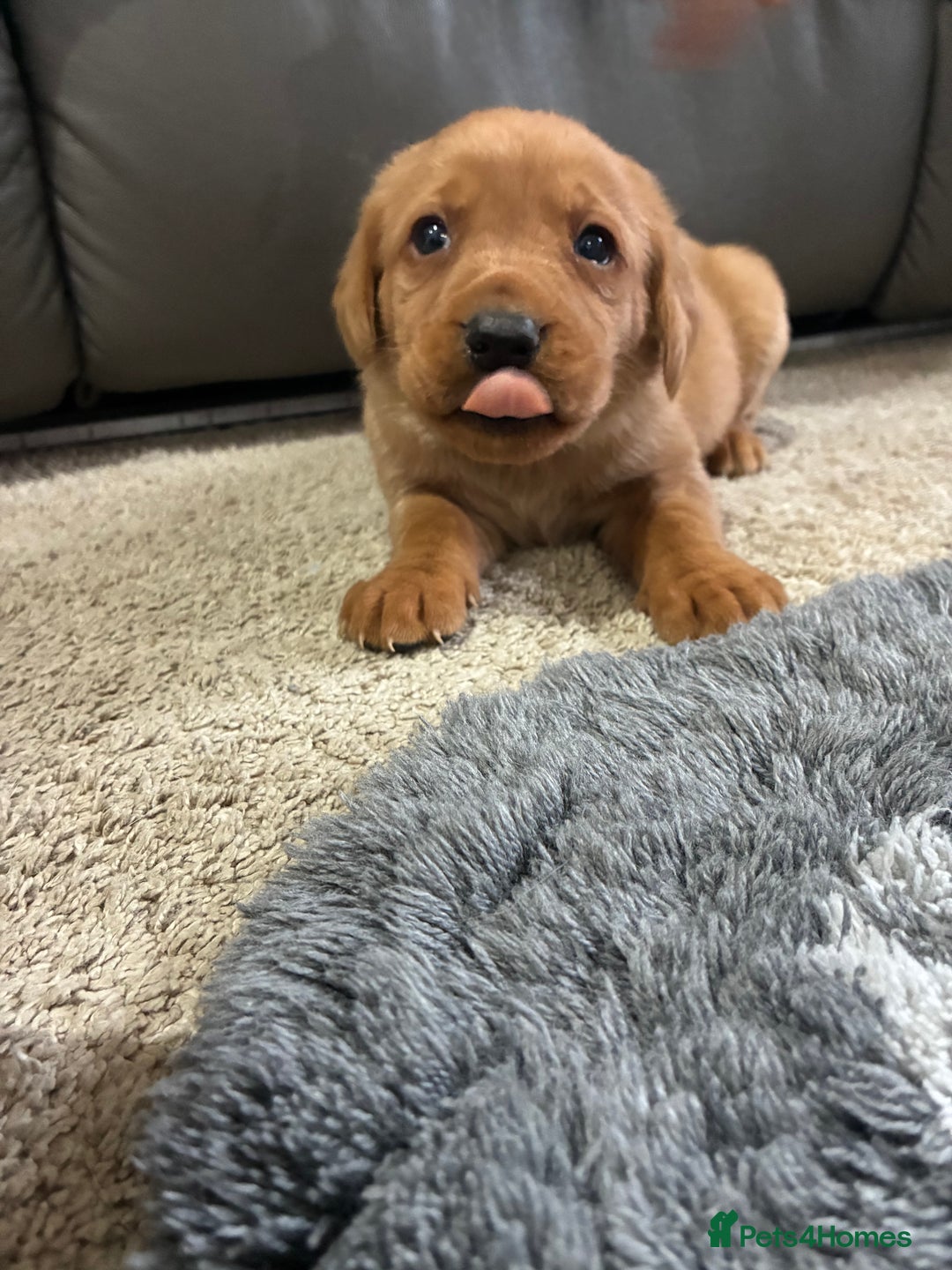 Labrador Retriever dogs for sale: 5 kc chunky fox red Labradors  - Advert 6