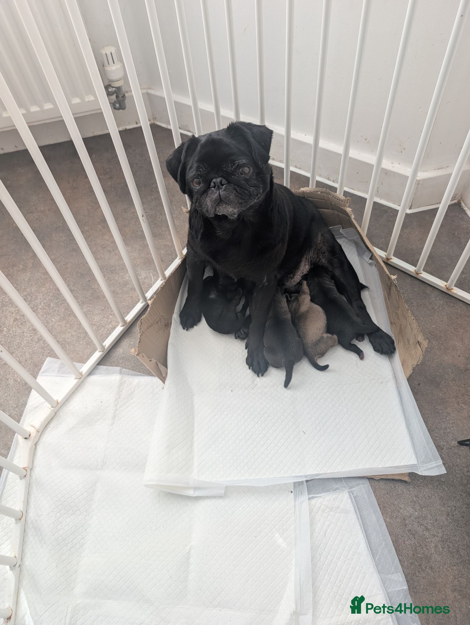Frug dogs Pug Frenchies (frug) - Advert 1