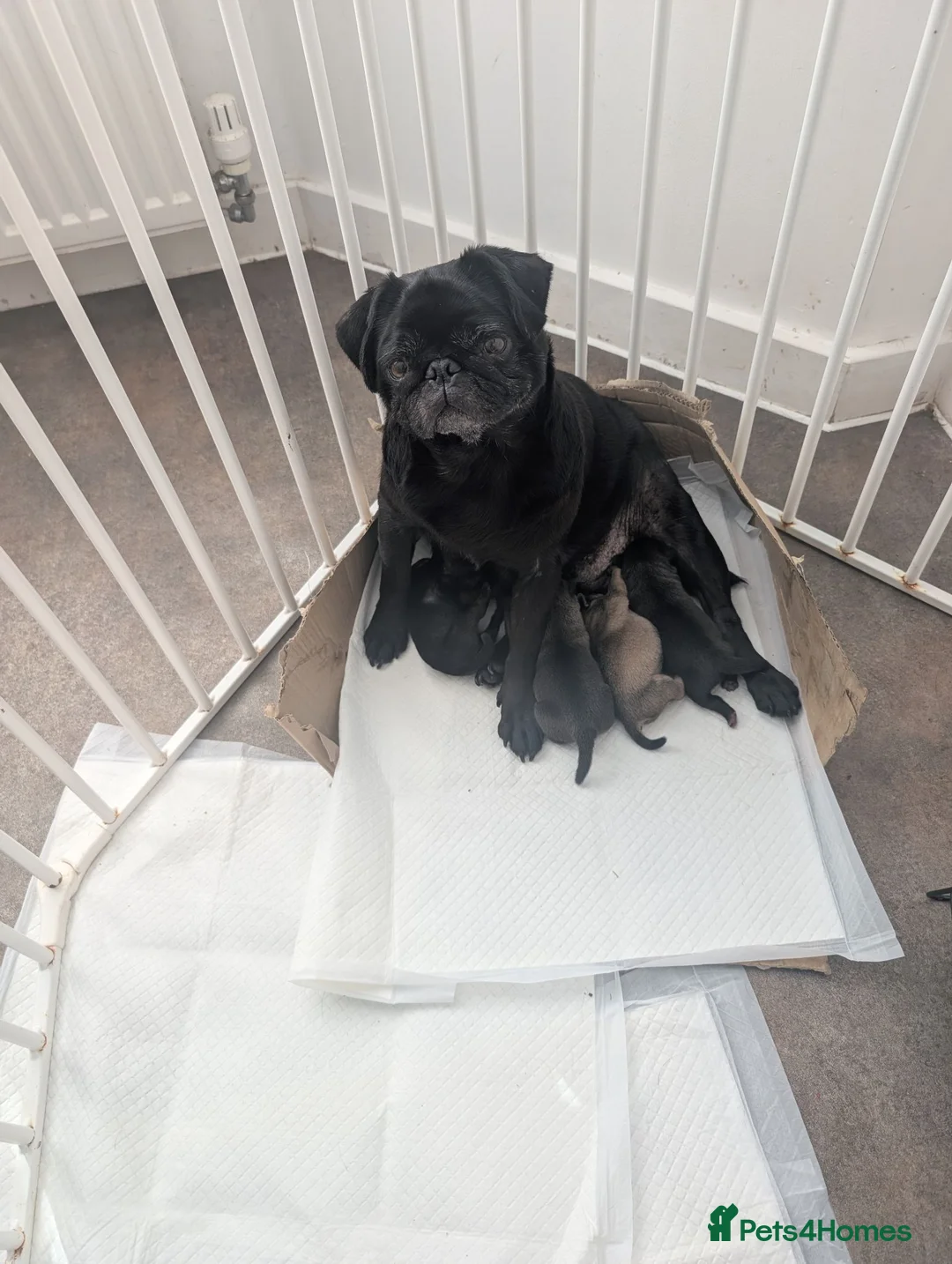 Frug dogs for sale: Pug Frenchies (frug) in Truro - Advert 1