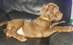 Mastiff dogs for sale: Mastiff Hybrids  - Image 36
