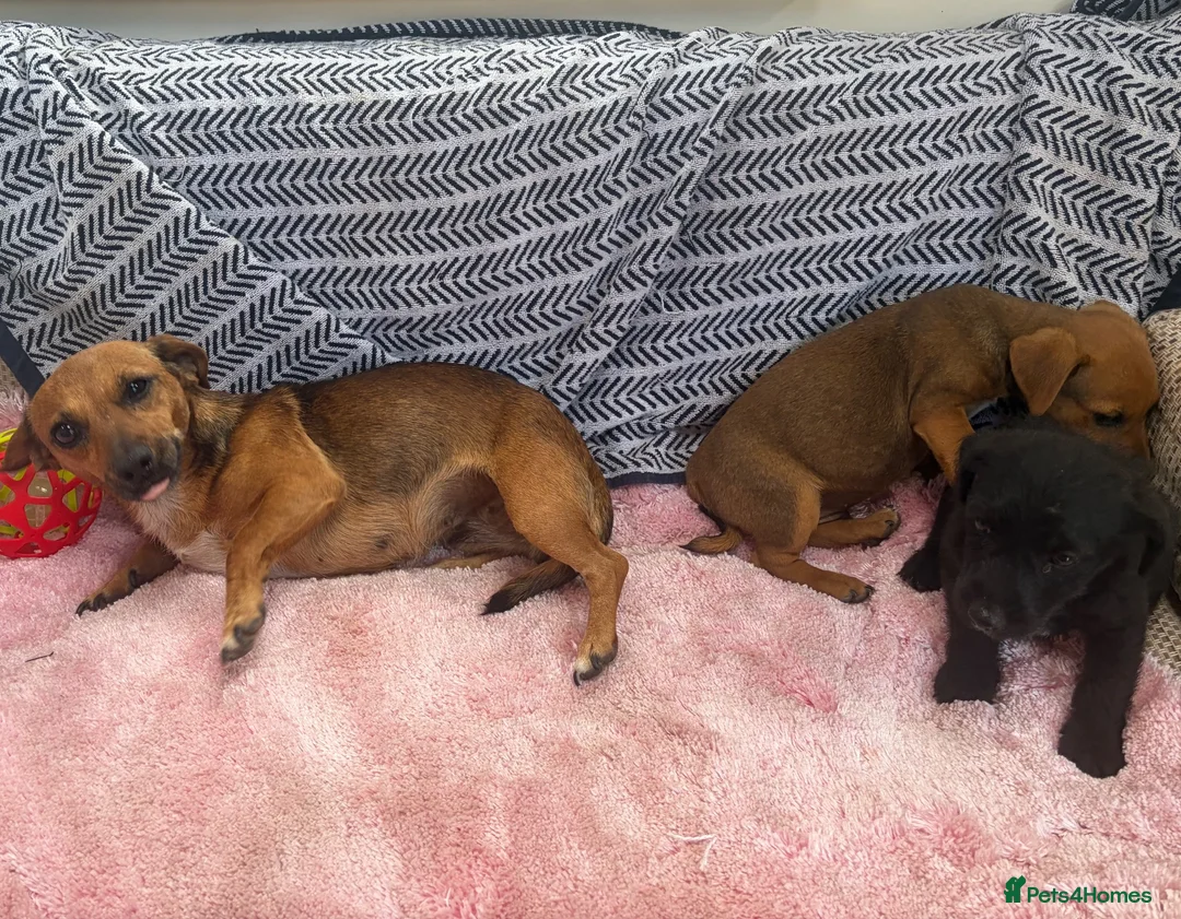 Jack Russell dogs for sale: Miniature Jack Russell’s - Advert 7