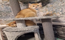 British Shorthair cats for sale: Stunning British shorthair Golden Chinchilla - Advert 4