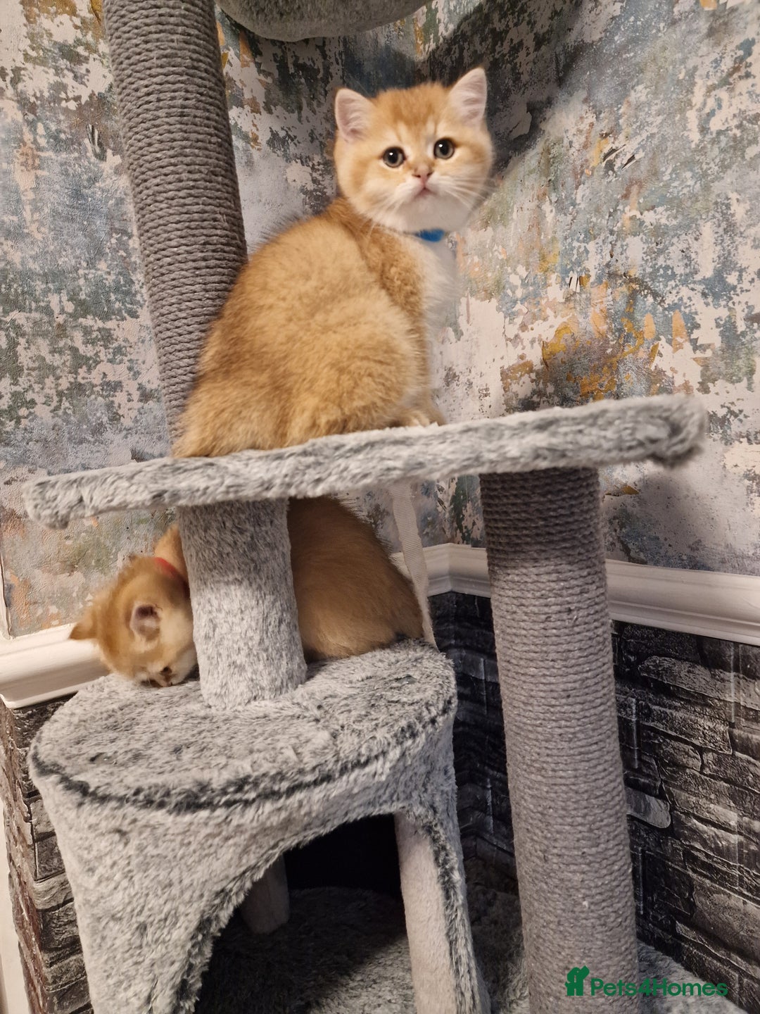 British Shorthair cats for sale: Stunning British shorthair Golden Chinchilla - Advert 4