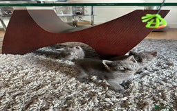 Russian Blue cats for sale: Adorable Silver Grey Russian blue kittens - Image 5