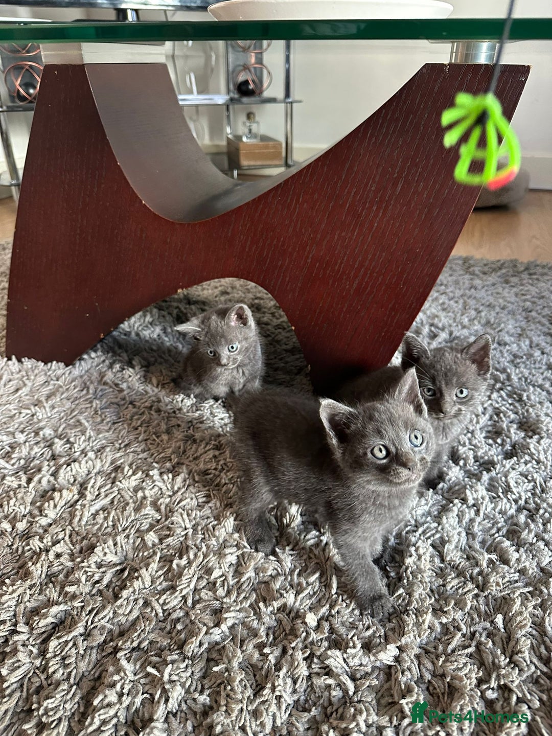 Russian Blue cats for sale: Adorable Silver Grey Russian blue kittens - Image 5