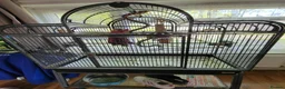 Parakeets birds for sale: Gallah parrot for sale in High Wycombe - Advert 5