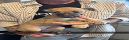 Whippet dogs for sale: Whippet puppies  - Advert 7